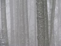 Tree trunks through snow and fog. Photography by Brent VanFossen.
