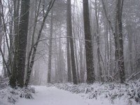 Snow in Forest Driveway. Photography by Brent VanFossen.